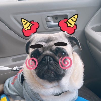 rcSDB0kuJ32YsxM's profile picture. ずーっとパグが飼いたくて、やっと家族に迎えることが出来ました😁 パグ初心者なので、わからないことだらけだけど、がんばりまーす。 Twitterも初心者です😓2020年10月産まれの女の子ですっ！先輩方よろしくお願いします（╹◡╹）♡
