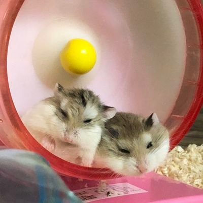 puipui0821's profile picture. 動物さんと美味しいお紅茶が大好き🫖
思ったことをのんびりと🦥*̣̩⋆