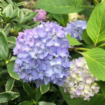 被正主回踩的小粉丝さんのプロフィール画像