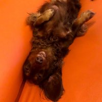 Choco Choco (@choco20110131) 's Twitter Profile