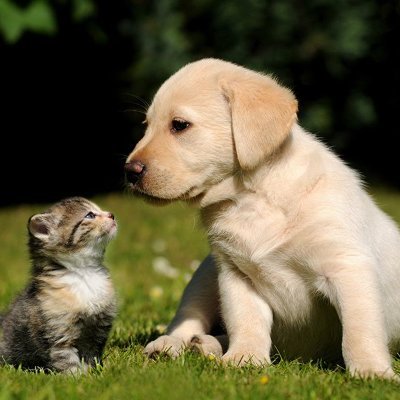 4animalfun's profile picture. 