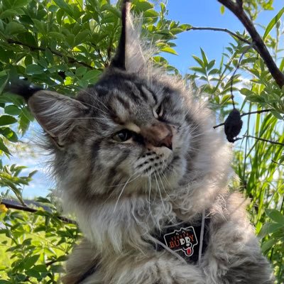 jsMonkey310's profile picture. Frontend developer