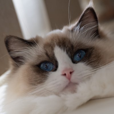 avscc's profile picture. 