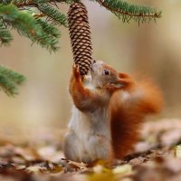 Squirrel Lovers Club(@lovers_squirrel) 's Twitter Profile Photo