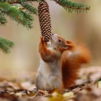 Squirrel Lovers Club (@lovers_squirrel) 's Twitter Profile