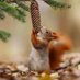 Squirrel Lovers Club (@lovers_squirrel) Twitter profile photo Squirrel Lovers Club (@lovers_squirrel) Twitter profile photo