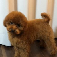 Eiffel (@eiffel_channel) 's Twitter Profile