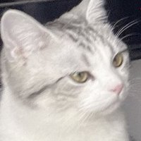 kuririnbot (@kuririntech) 's Twitter Profile Photo