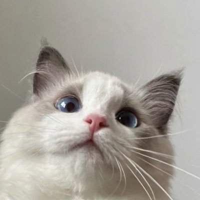 nyaj0xx's profile picture. ツァイジンシンデビューして