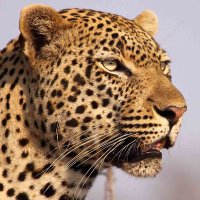 Bliksemstraal_ (@bliksemstraal_) 's Twitter Profile