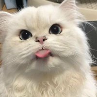 MrPerfect (@mrperfect_mg) 's Twitter Profile