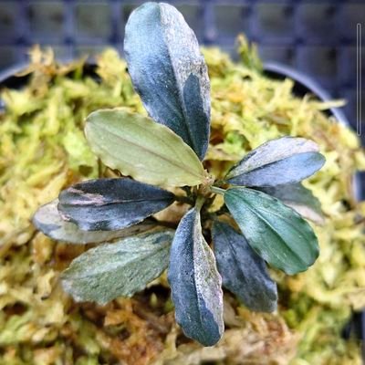 DfpQl72wTYukLub's profile picture. サトイモ科の植物が好っきな趣味家。
主にクリプトコリネ、ブセファランドラ、時々ホマロメナとアグラオネマがメイン。
お気軽にフォローして下さい。
とうとうスペリアニキになりました。
よろしくおなしゃす❗