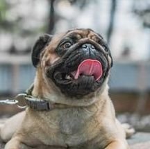 A #pug is the only thing on earth that loves you more than you love yourself