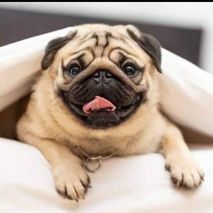 A #pug is the only thing on earth that loves you more than you love yourself