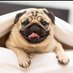 Beautiful Pug Lovers (@_pug_Lovers_000) Twitter profile photo