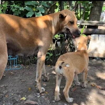 Jonathan dog rescue project is all about helping , feeding, mistreated animals cause they need a second Jonathan Shemox please friends let save animals