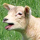 Gartenwiese's profile picture. Alles zum Thema Garten, Biokost, Umwelt, Rezepte, Warenkunde