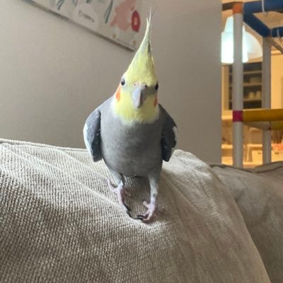 春から京産生です。学部は現代社会学部現代社会学科です。お手柔らかにお願いします。