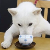 🐶◇◇sin◇◇🐶 (@singdgd0731) 's Twitter Profile