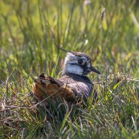 Weidevogels Midden-Delfland (@weidevogels_md) 's Twitter Profile