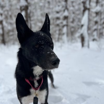 Engineer and Father of 9 dogs.