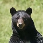 Bear(@smtnBear) 's Twitter Profile Photo