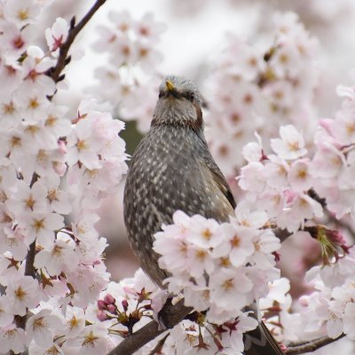 仲良くしてね(*^-^*)
自然養鶏と農業が夢で、
色んな事を1から全部自分でやってみたいタイプ😌　
2019年8月から1型糖尿病になり、
最近これが闘病なんだと思い知る。
前向きでも時々疲れます😀
体重60前後、HbA1c14→6.4　
人の自由を認め自分の自由を認める、無い物ねだりしない人生を生きたい