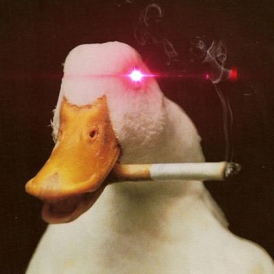 btc_goose's profile picture. 
