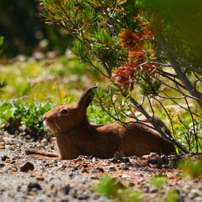 PhD student | Hokkaido Univ. 🇯🇵 | northern pikas | species distribution | microclimate | climate change.