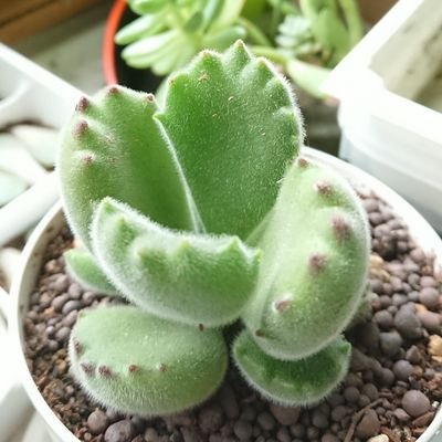 人生笑顔！🌿自然が大好き。🌵多肉好き♡