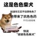 乱饭锅人😋 (@shyfruqnipulzz4) Twitter profile photo 乱饭锅人😋 (@shyfruqnipulzz4) Twitter profile photo
