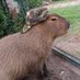 Capybara of Praxis (@restlesskt) Twitter profile photo