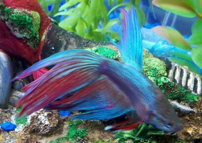 Bobbing along, on the bottom of the beautiful briny...tank! Gangsta Betta fish rants by @PixieAngelo & @OldCryBaby.