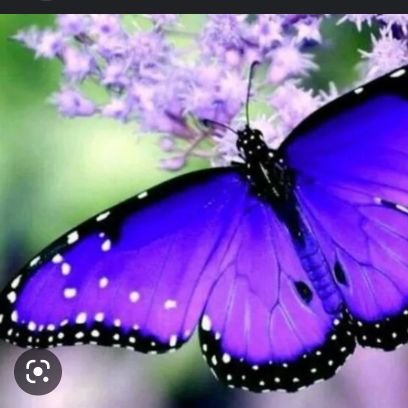 MartziPetalouda's profile picture. Εθισμένη στη σοκολάτα,κοντή και #εγωτΑλεΩποιοΣμεΑκουεΙ#🌺🐶🐕🦋