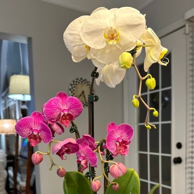 New Grad ED RN after a long and traumatizing experience as a CNA. orchid lover. #ThisIsOurLane #ThoseWeCarry #SpartanStrong