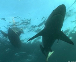 Surfing_Sharks's profile picture. Documentary Film about surfing and sharks in South Africa. 
Experience Inspiration and Education helps conservation..
Take a look at our official website!!