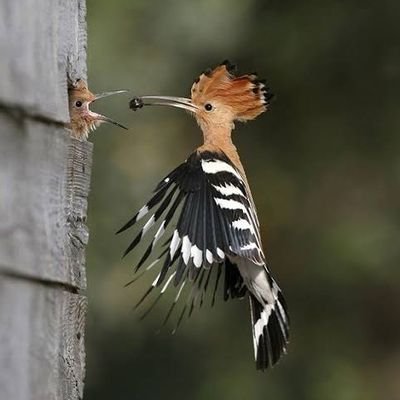 Ornithology | Save bird | #birdloverblonde | #ornithology |