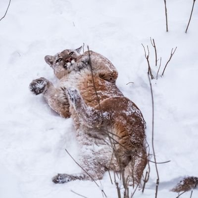 cee3kay's profile picture. I DO NOT CONDONE NOR SUPPORT ANY OF THE OPINIONS EXPRESSED HERE. Any activity associated with this IP is satire and should be treated as such.