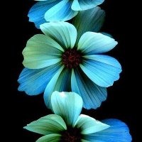 The Rock (@therock85521445) Twitter profile photo