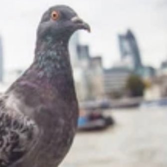 pigeonsRL Profile Picture