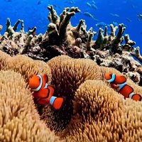 شـَافي (@n98888h) 's Twitter Profile Photo