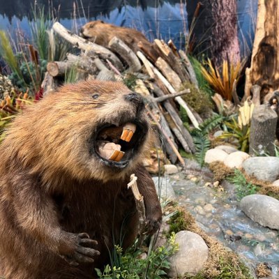 Explore the boreal forest, fur trade, and everyday life in a small Canadian town.
Visiting Hours September–April: Tuesday to Saturday, 9 AM – 5 PM