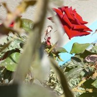ملاذ الزوي (@mladh_alzwy) 's Twitter Profile