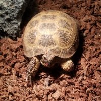 Russian "bot" Tortoise (@dan46n2) 's Twitter Profile