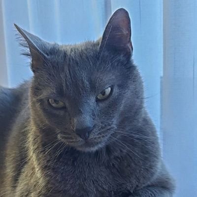 AlemHuseinspah1's profile picture.