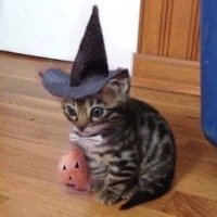 ɐuɐıɹɐɯ (@maplusb) 's Twitter Profile