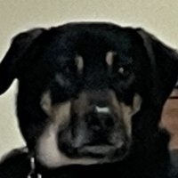null (@julia_shanleyy) 's Twitter Profile