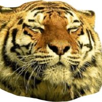 TJ 🐯 𝖼𝗈𝗆𝗆𝗌 ALWAYS 𝗈𝗉𝖾𝗇 (@needsmoretigers) 's Twitter Profile Photo
