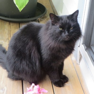 dubsecs's profile picture. Intergalactic Space Kitty