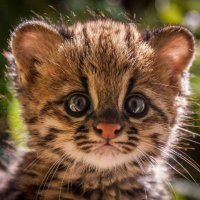 octaves (@octavesluisa) 's Twitter Profile